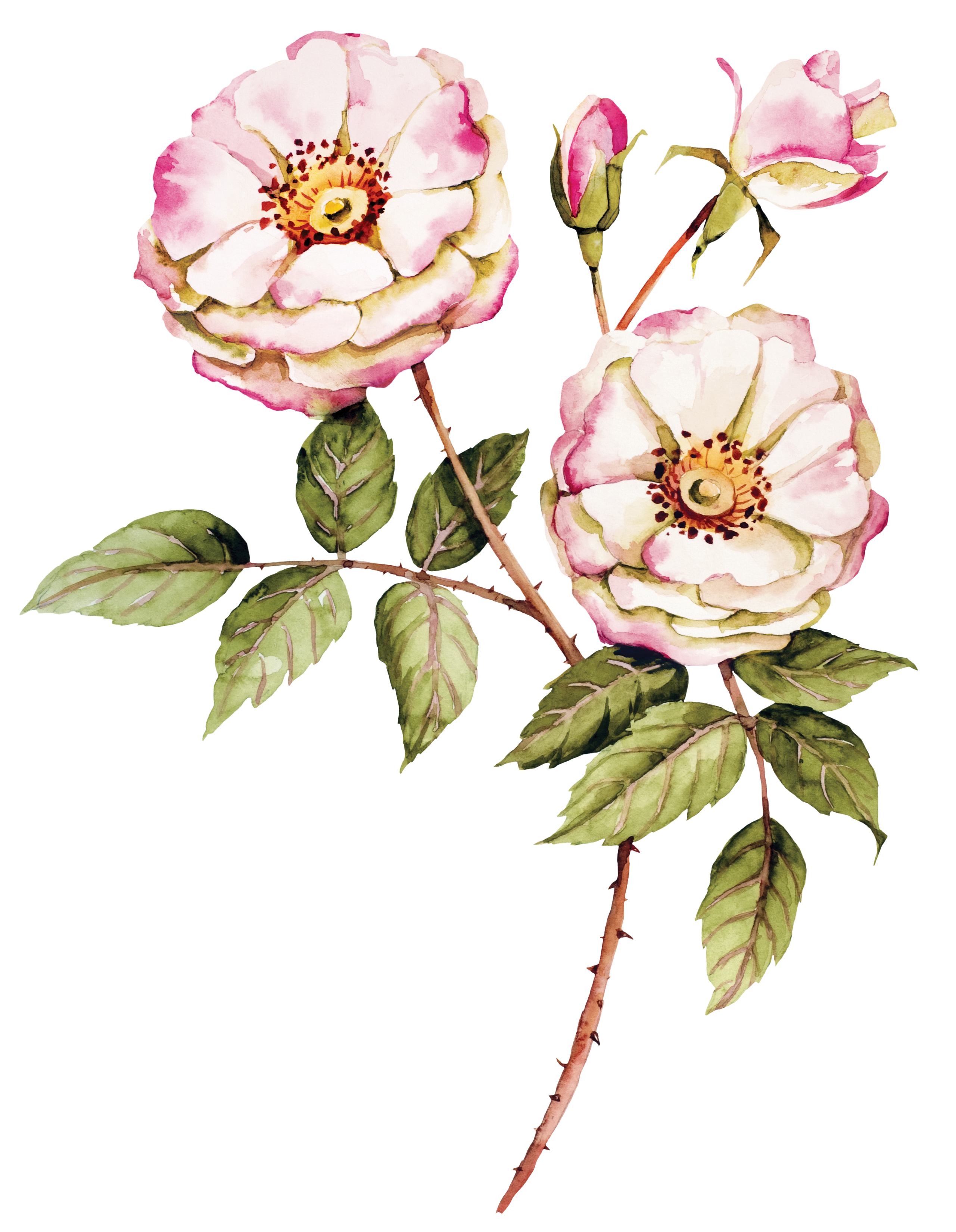 Botanical Wild Rose